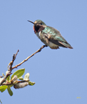 Broad tailed Hummingbird 0581